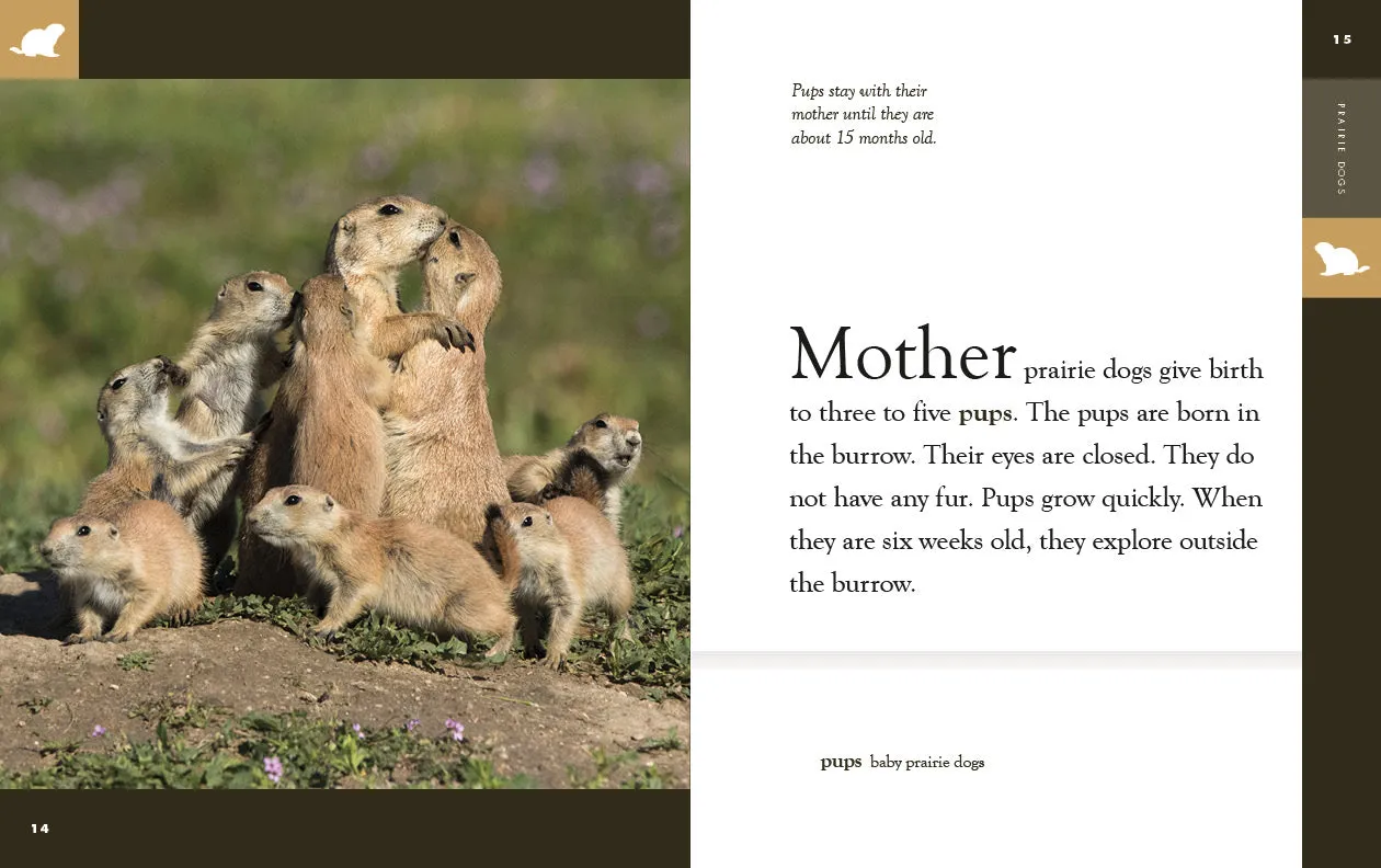 Amazing Animals (2022): Prairie Dogs by The Creative Company Shop