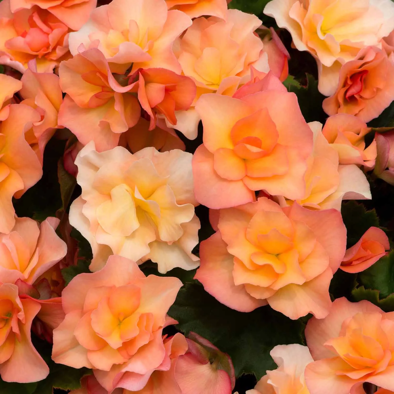 Begonia Plant 'Solenia Apricot'