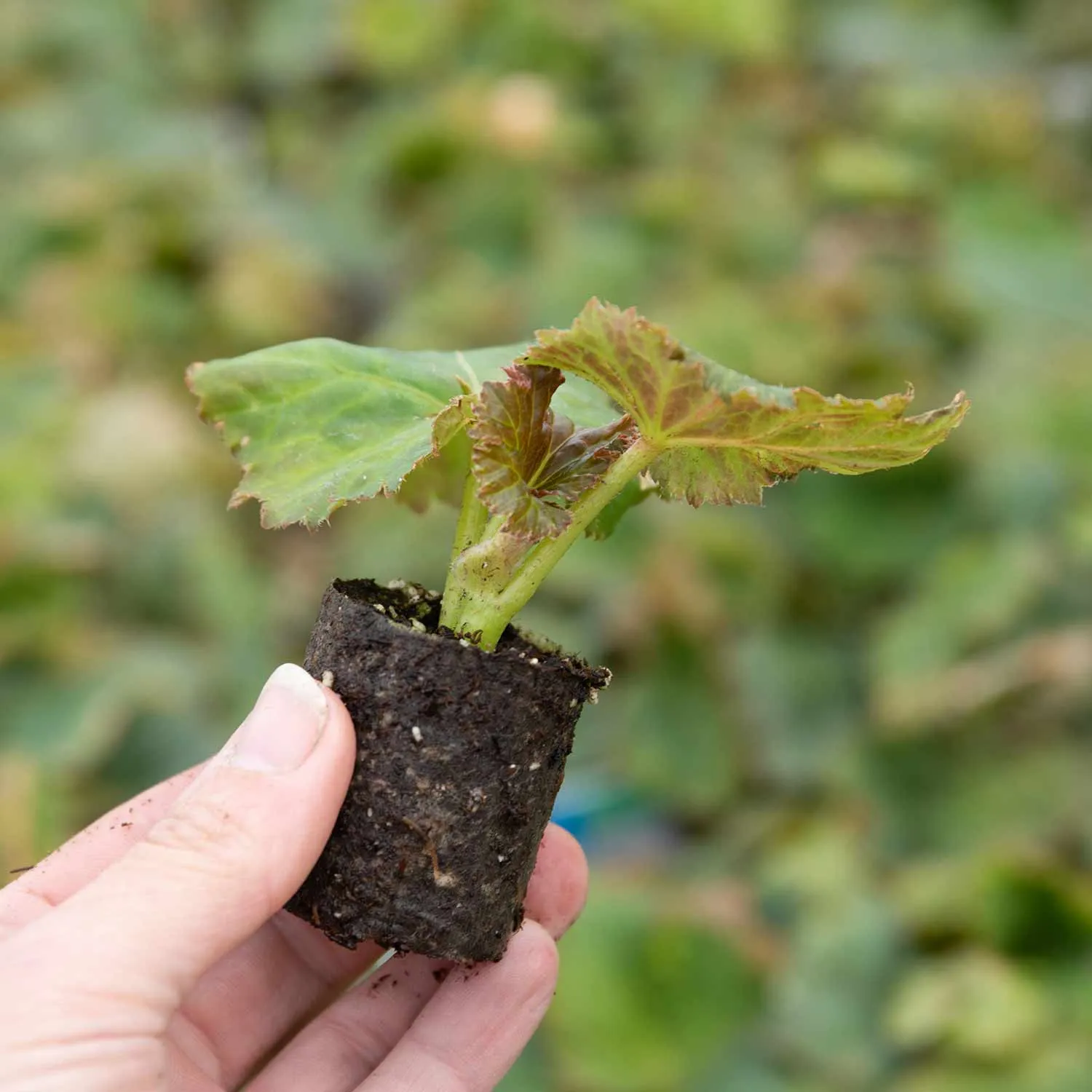 Begonia Plant 'Solenia Apricot'