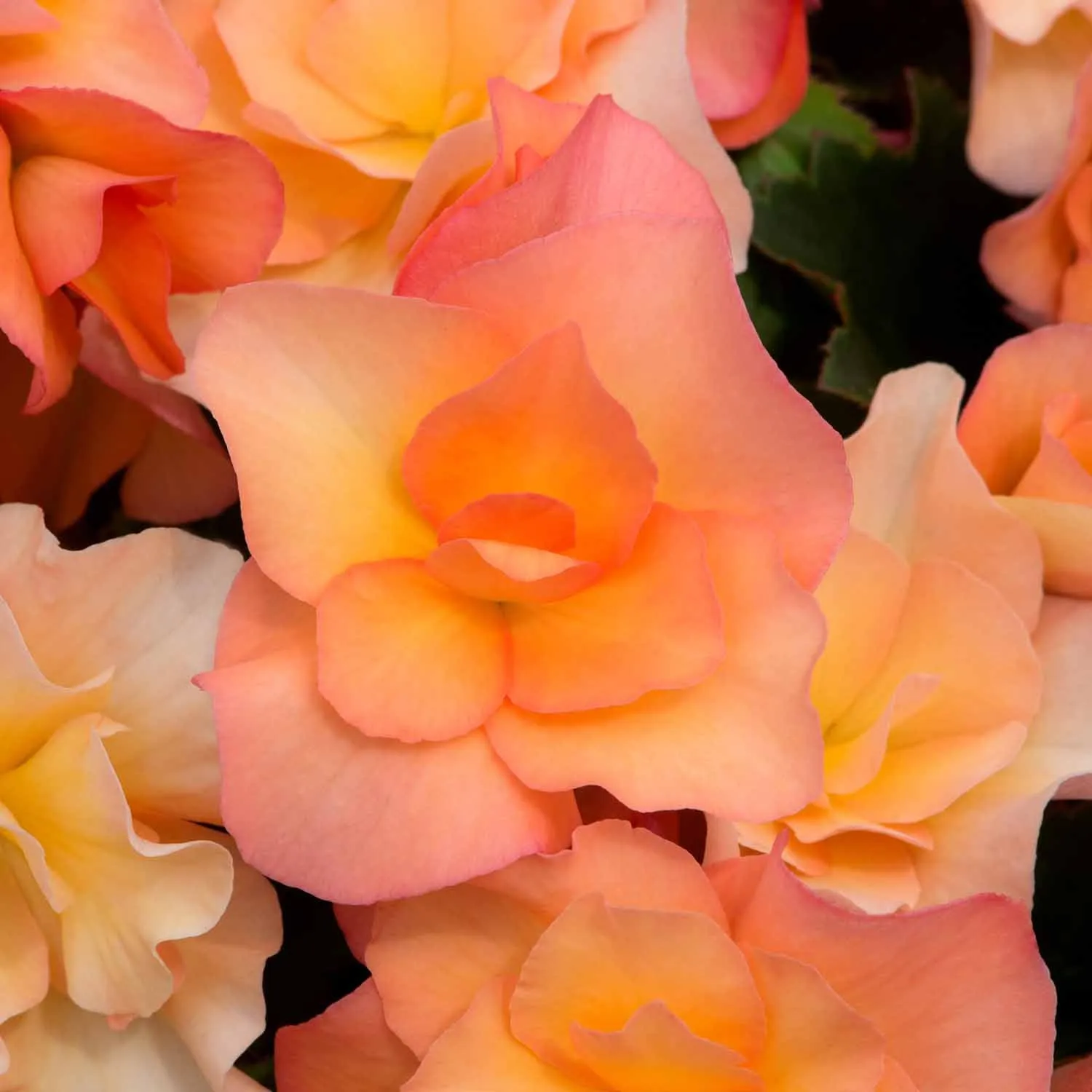 Begonia Plant 'Solenia Apricot'