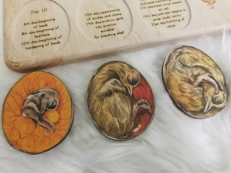 Chicken development wooden puzzle