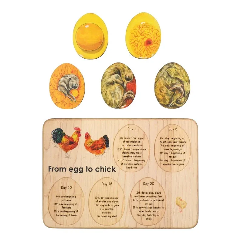 Chicken development wooden puzzle