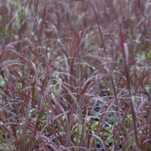 Dancing Wind Bluestem Grass