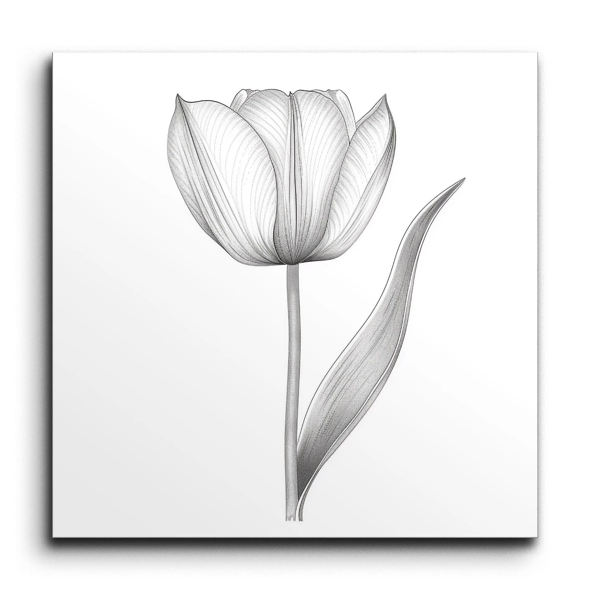 Graceful Tulip: Detailed Botanical Art