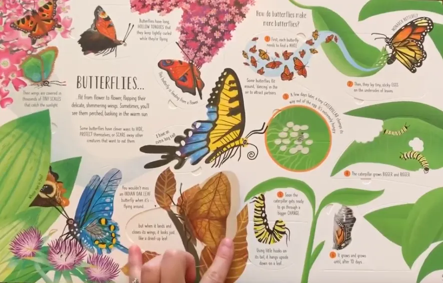 "Bugs and Butterflies" Lift-the-Flap Book