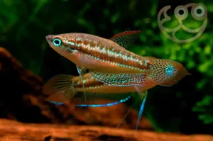 Sparkling Gourami