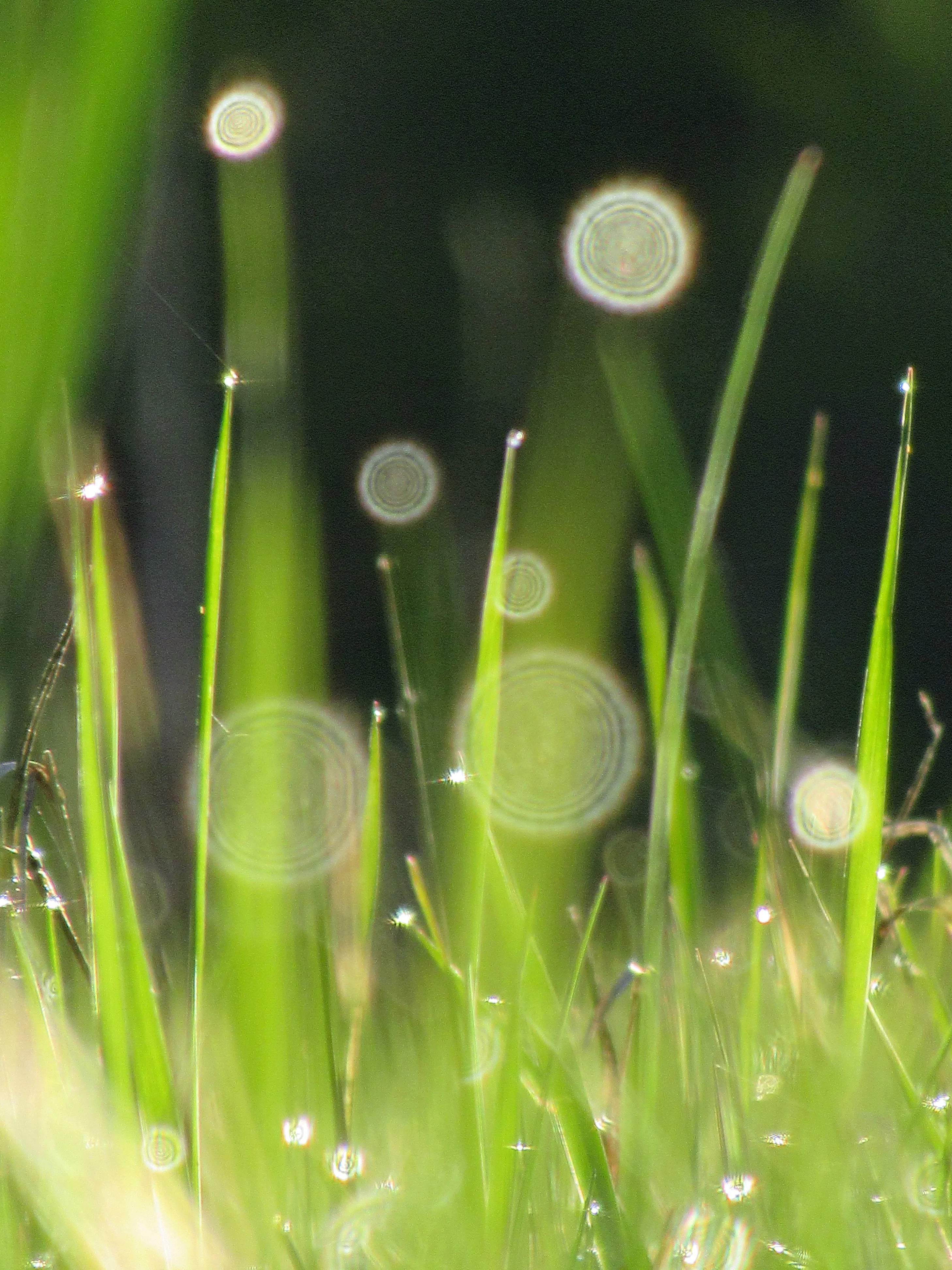 Sparkling grass