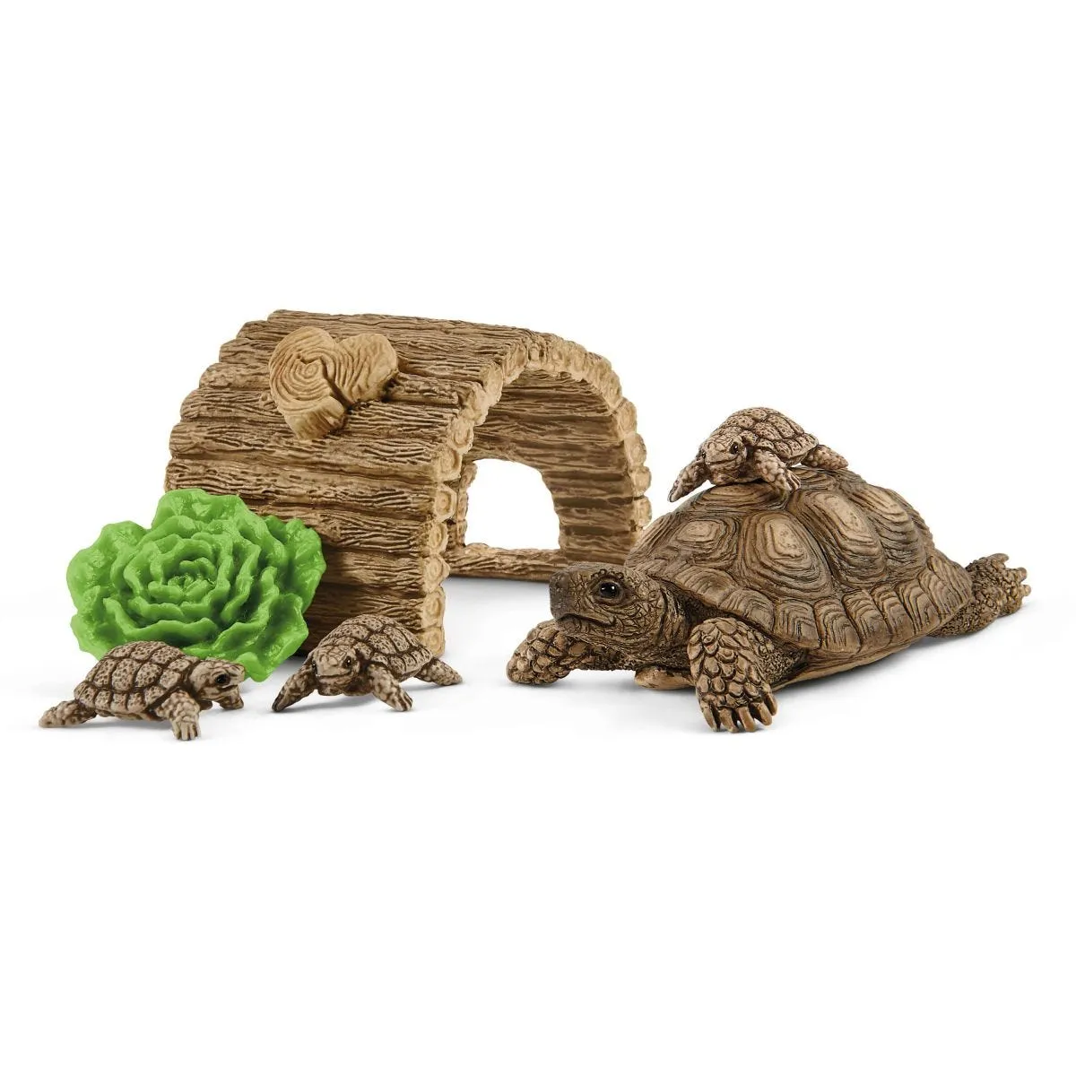 Tortoise home